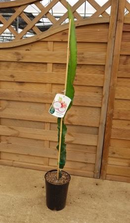 Pitahaya Undathus, Hybridum, Purpusii, Jco1, Jco2, |  P.17cm -  H.120 cm