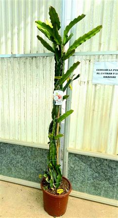 Pitahaya Undathus, Hybridum, Purpusii, Jco1, Jco2, |  P.35cm -  H.250 cm