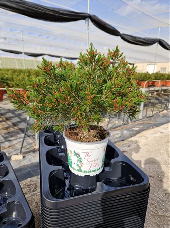 Chamelaucium Uncinatum |  P.15cm -  H.40 cm