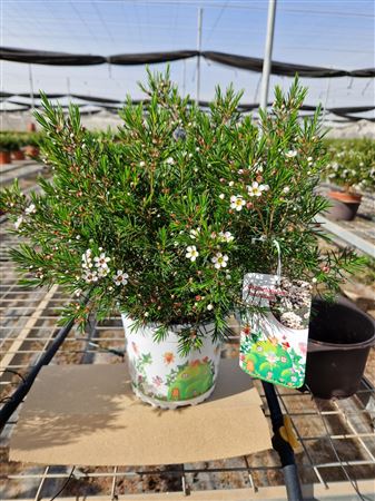 Chamelaucium Uncinatum |  P.19cm -  H.50 Gram