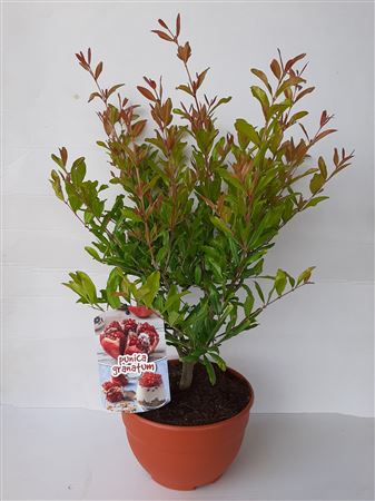 Fruit Mix - Punica Granatum |  P.20cm -  H.40 cm