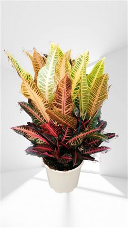 Codiaeum Nervia Group | Grupo |  P.20cm -  H.70 cm