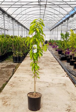 Guanabana |  P.25cm -  H.120 cm