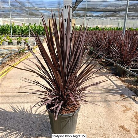 Cordyline Black Night |  P.30cm -  H.100 cm