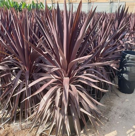 Cordyline Black Night |  P.40cm -  H.110 cm