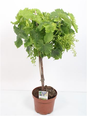 Vitis Moscatel Alejandria - 7ltr Bolsa |  P.17cm -  H.100 cm
