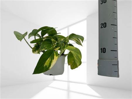 Epipremnum Hang | Colgar mini 10.5 |  P.10cm -  H.20 cm