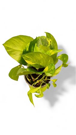 Epipremnum Hang | Colgar mini |  P.12cm -  H.20 cm