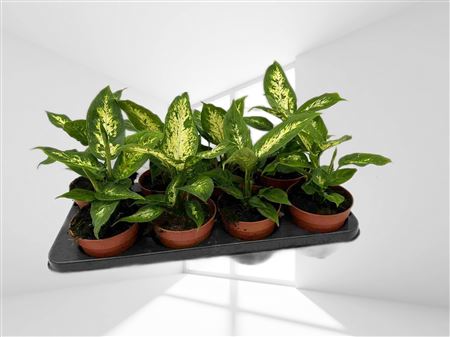Dieffenbachia Compacta |  P.12cm -  H.40 cm
