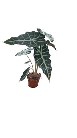Alocasia Poly |  P.12cm -  H.50 cm