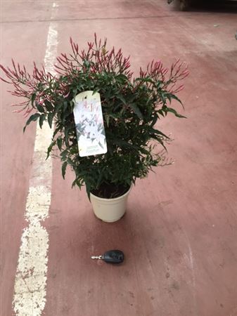 Jasminimum Polyanthum Pyramide |  P.14cm -  H.90 cm