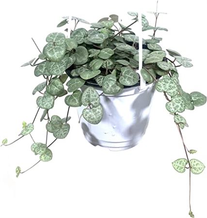 Ceropegia woodii Hang | Colgar |  P.15cm -  H.30 cm