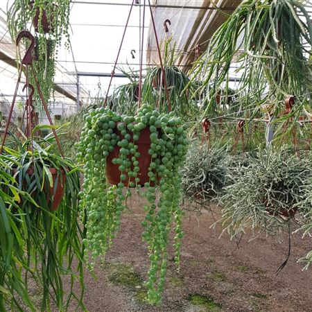 Senecio Mix Hang | Colgar |  P.15cm -  H.20 cm
