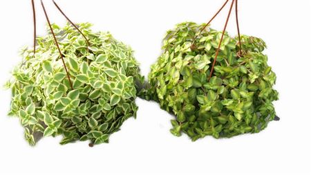 Crassula Marginalis  Hang | Colgar |  P.15cm -  H.40 cm