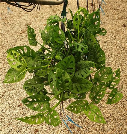 Monstera Obliqua 'leichtlinii' Hang | Colgar |  P.15cm -  H.40 cm