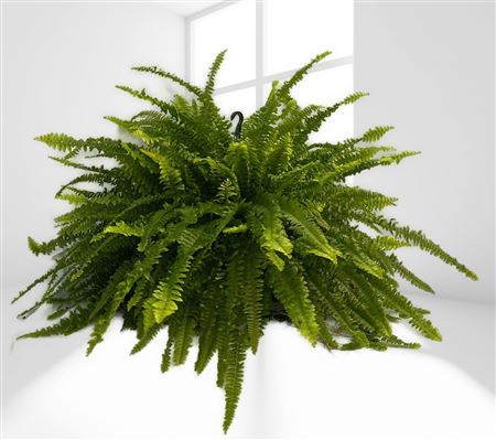 Nephrolepis Exaltata Boston Hang | Colgar |  P.15cm -  H.30 cm
