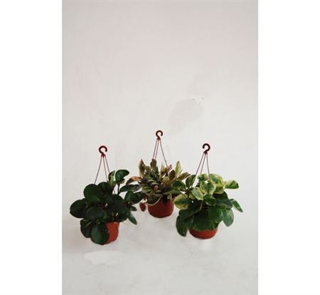 Peperomia Mix Hang | Colgar |  P.15cm -  H.40 cm