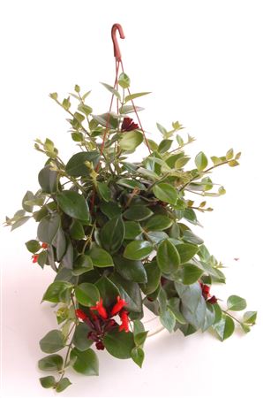 Aeschynanthus Pink Hang | Colgar |  P.15cm -  H.30 cm