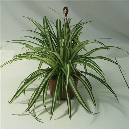 Chlorophytum Hang | Colgar |  P.15cm -  H.40 cm