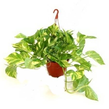 Epipremnum Hang | Colgar |  P.15cm -  H.20 cm