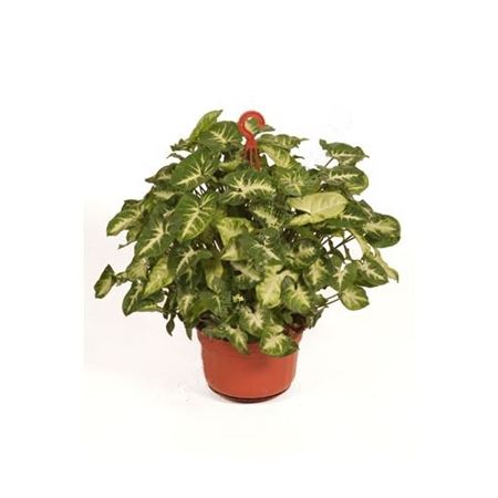 Syngonium Pixie Hang | Colgar |  P.15cm -  H.40 cm