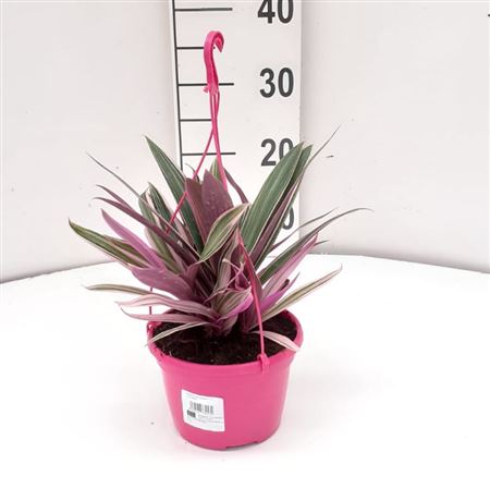 Tradescantia Pink Hang | Colgar |  P.15cm -  H.30 cm