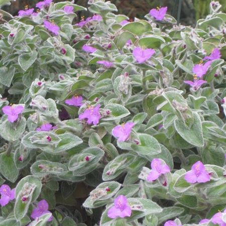 Tradescantia Sillamontana Hang | Colgar |  P.15cm -  H.30 cm