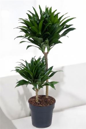 Dracaena compacta | 30.15 |  P.17cm -  H.70 cm
