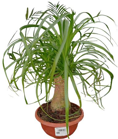 Beaucarnea Tr 5" |  P.17cm -  H.15 cm