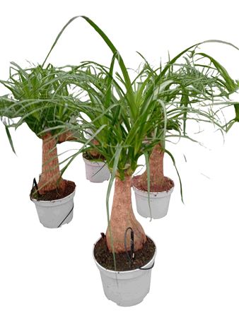 Beaucarnea Tr 8" |  P.17cm -  H.20 cm