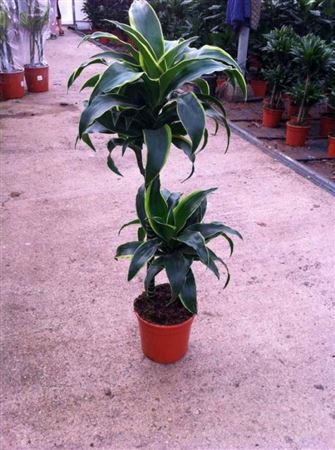 Dracaena Dorado | 45.15 |  P.17cm -  H.80 cm