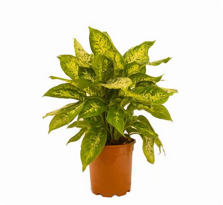 Dieffenbachia Compacta |  P.17cm -  H.60 cm