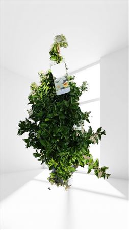 Jasminimum Polyanthum Pyramide |  P.17cm -  H.70 cm