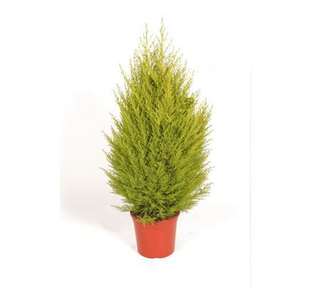 Cupressus Gold Crest |  P.17cm -  H.80 cm
