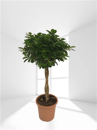 Ficus Moclame Gevlochten | Trenzado |  P.17cm -  H.80 cm