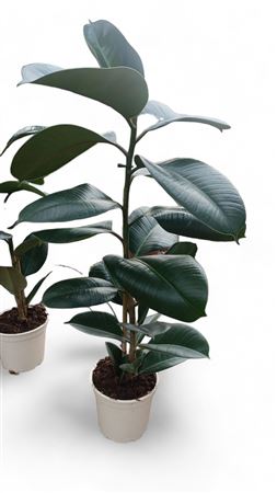 Ficus Elastica Robusta 1pp |  P.17cm -  H.90 cm
