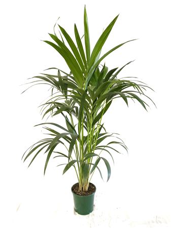 Kentia Howea Fosteriana 4 Plants |  P.17cm -  H.110 cm