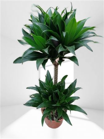 Dracaena compacta | 45.15 |  P.17cm -  H.80 cm