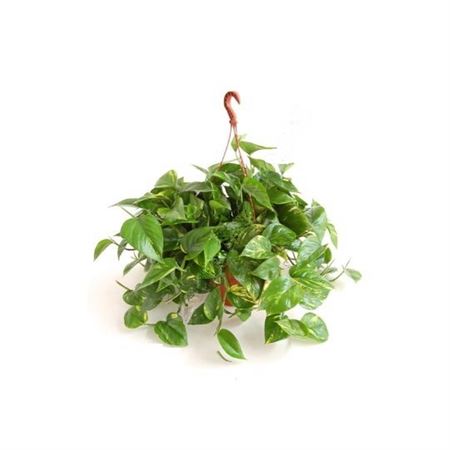 Epipremnum Hang | Colgar |  P.18cm -  H.20 cm