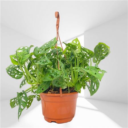 Monstera Obliqua 'leichtlinii' Hang | Colgar |  P.18cm -  H.50 cm
