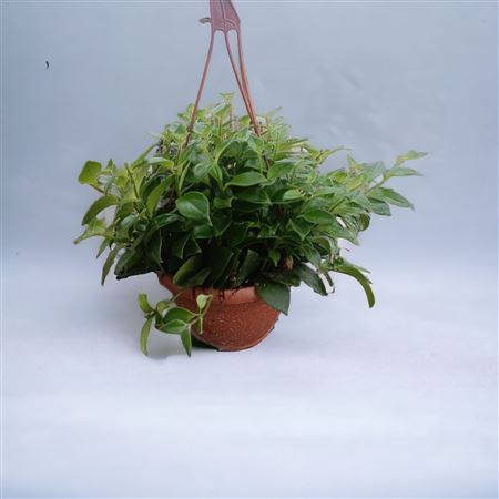 Aeschynanthus Pink Hang | Colgar |  P.18cm -  H.35 cm