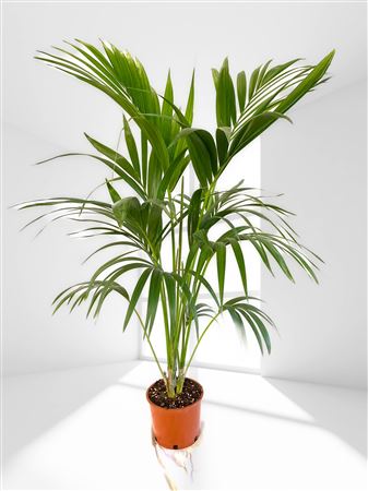 Kentia Howea Fosteriana 4 Plants |  P.18cm -  H.140 cm