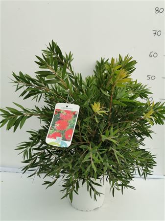 Calistemon citrinus Outback Fire |  P.19cm -  H.50 cm