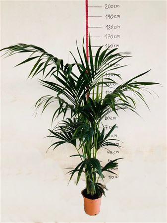 Kentia Howea Fosteriana 4 Plants |  P.19cm -  H.150 cm