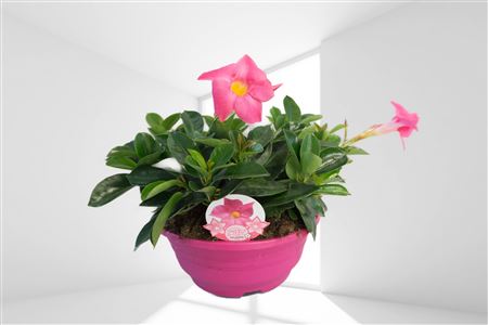 Dipladenia Bol Hang Tarrina 20 |  P.20cm -  H.20 cm