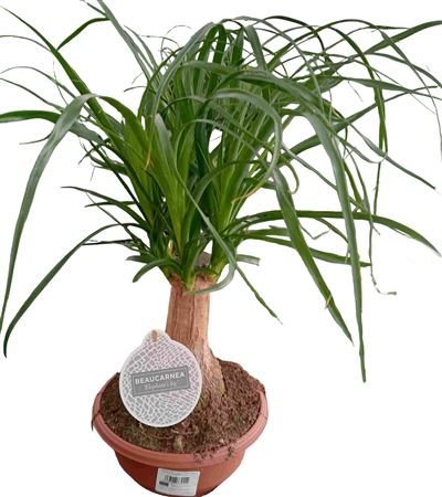 Beaucarnea Tr 8" |  P.20cm -  H.30 cm