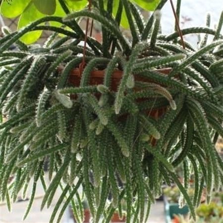 Cactus Mix Hang | Colgar |  P.20cm -  H.30 cm