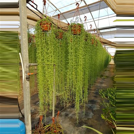 Senecio Mix Hang | Colgar |  P.20cm -  H.20 cm