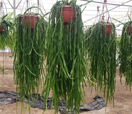 Cactus Mix Hang | Colgar Extra |  P.20cm -  H.60 cm