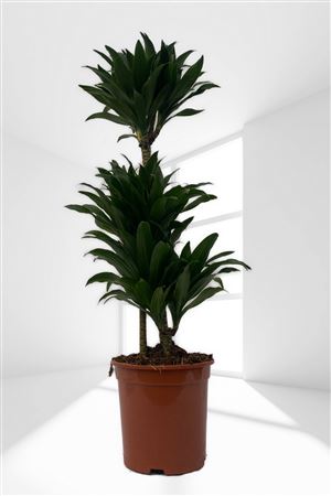 Dracaena compacta | 60.30.15 |  P.20cm -  H.90 cm